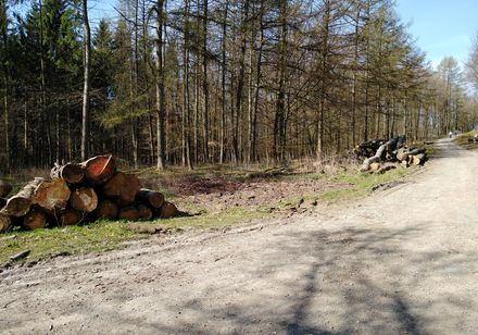 Frühwanderung zur Falkenburg