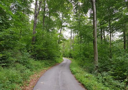 Radweg im Wald auf dem Weg nach Bad Hermannsborn