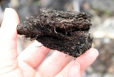 Trockener Moorklumpen 