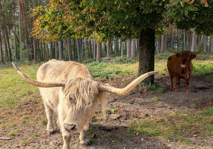 Zwei Schottische Hochlandrinder in der Wistinghauser Senne in Oerlinghausen