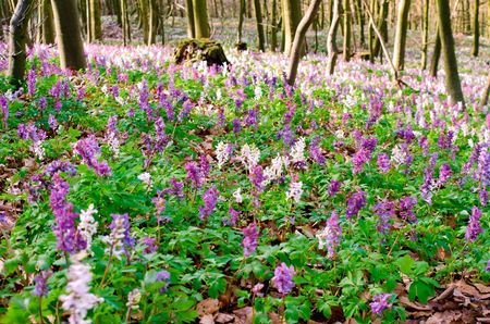 Lerchenspornblüte in Schlangen