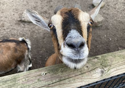 Tierpark Nadermann | Delbrück