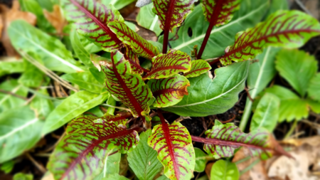 Leuchtende, grüne Blätter mit roten Adern ragen aus dem Boden. Sie zeigen die markanten, kontrastierenden Farben einer dekorativen Gartenpflanze.