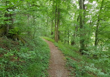 Erpentrup Wanderweg im Wald