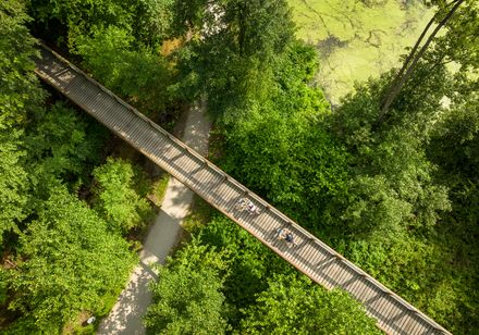 <p>Luftaufnahme eines hölzernen Spazierwegs, der durch dichte grüne Vegetation im Wald führt.</p>