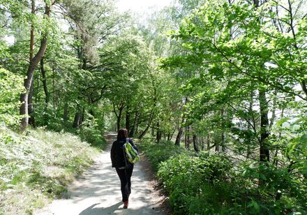 Unterwegs auf der Ochsentour