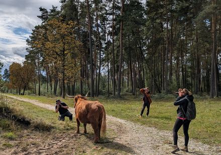 Personen fotografieren schottisches Hochlandrind in der Senne