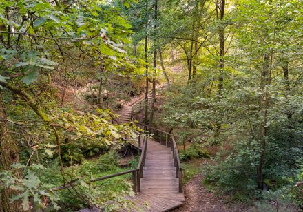 Holzsteg schlängelt sich durch einen grünen, von Bäumen umsäumten Wald, der sonnenbeschienen ist.