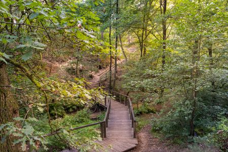 Holzsteg schlängelt sich durch einen grünen, von Bäumen umsäumten Wald, der sonnenbeschienen ist.