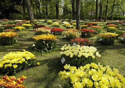 Tulpenblüte im Gräflichen Park Bad Driburg