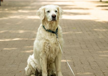 Hund im Kurpark von Bad Meinberg