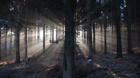 Sonnenstrahlen brechen durch dichten Wald, schaffen eine mystische Atmosphäre im Halbschatten.