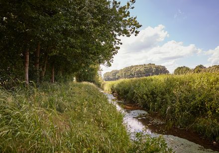 Grüner Uferweg mit Bäumen und schmalem Bach, umgeben von hohen Gräsern und bewölktem Himmel.