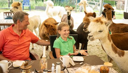 Familie am Kaffeetisch, drumherum Alpakas