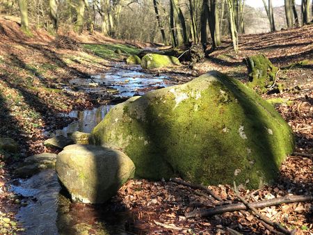Ein Bachlauf im Wald auf dem Luhbachweg 