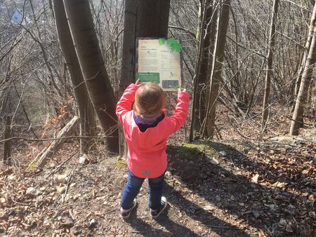 Baumtafel entlang des Naturerlebnispfad am Schilderberg
