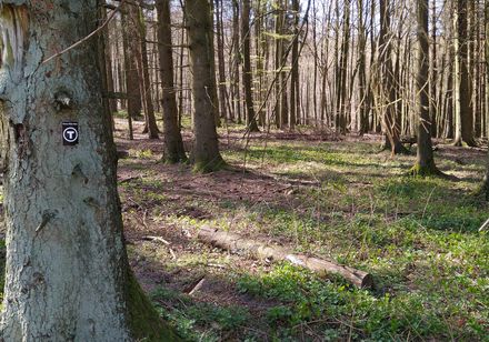 Frühwanderung zur Falkenburg