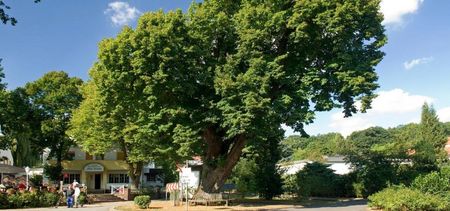 Alte Linde bei Würgassen