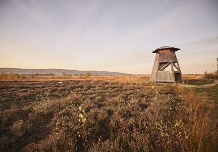 Holzturm in Heidelandschaft im Abendlicht, umgeben von lila Heidekraut und grasbewachsener Ebene.