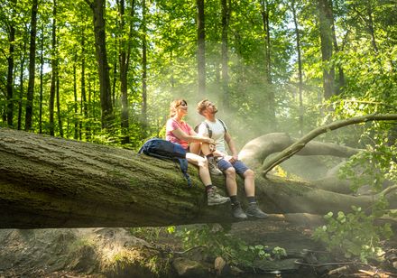 Ein Paar sitzt entspannt auf einem umgestürzten Baumstamm im sonnendurchfluteten Wald.