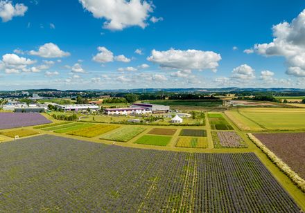 Luftaufnahme einer weiten Landschaft mit blühenden Lavendelfeldern unter einem strahlend blauen Himmel.