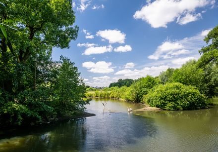 Gewässer in grüner Natur