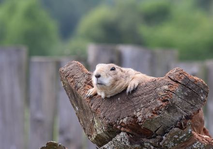 Ein Erdmännchen auf einem Baumstumpf