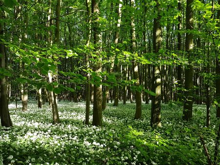 Bärlauchblüte im Naturerbe Wald bei Altenbeken - Foto: M. Wessels