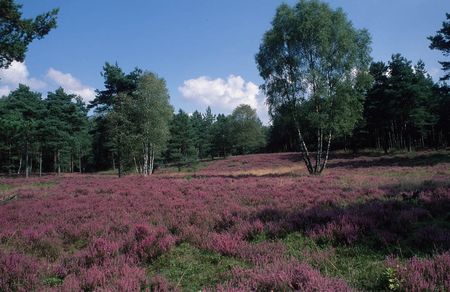 Heidelandschaft in Augustdorf