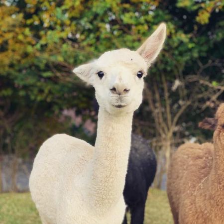 Alpaka