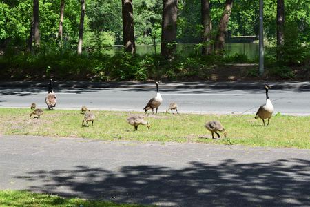 Fischteiche mit Gänsen 