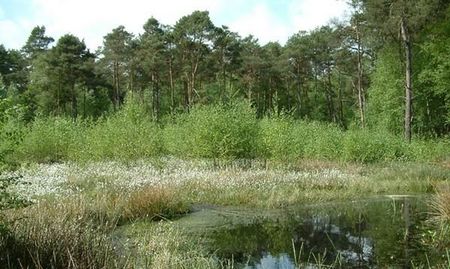 Kleiner Waldteich umgeben von grünen Bäumen und Gras im sonnigen, dichten Waldgebiet.