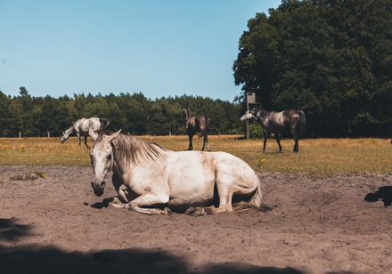Pferde in der Senne bei Hövelhof