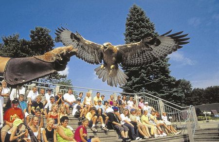 Die artenreichste Greifvogelwarte Europas: die Adlerwarte Berlebeck, Foto: Lippe Tourismus & Marketing GmbH