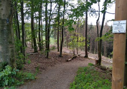 Ein Pfad auf dem Hermannsweg 