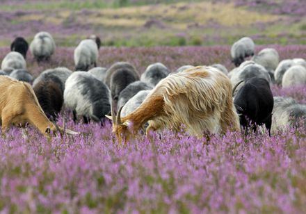 Heidschnucken in der Moosheide