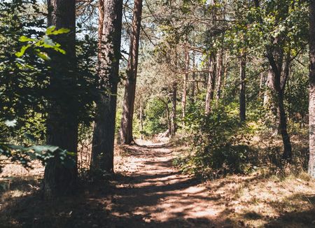Waldpfad gesäumt von hohen Kiefern und Laubbäumen, in Sonnenlicht getaucht, lädt zum Spaziergang ein.