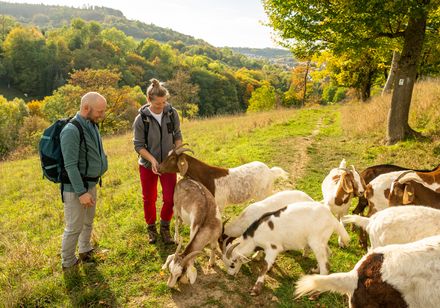Zwei Wanderer vor einer Gruppe Ziegen
