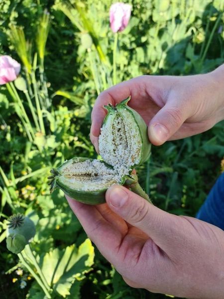 Samen in Mohnblume aus dem Kalletal