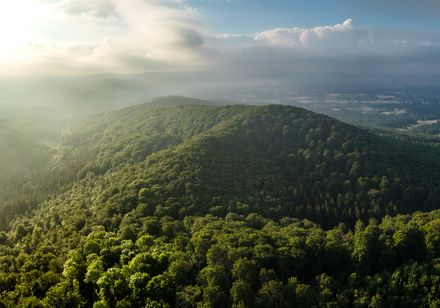 Panoramablick auf bewaldete Hügel im Sonnenlicht, umgeben von sanften Nebelschwaden und weitem Himmel.
